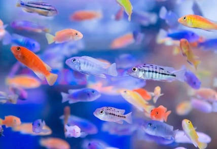 Colorful small fish In the aquarium