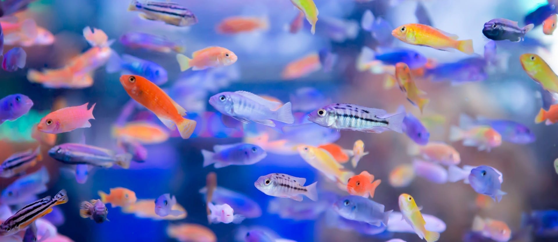 Colorful small fish In the aquarium