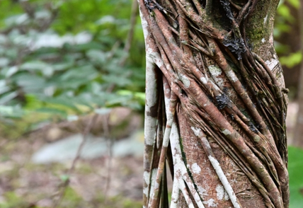 Strangler figs start as epiphytes, eventually killing their host trees through constriction.